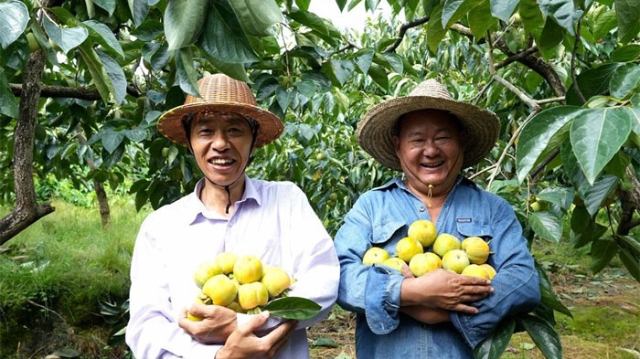 福建永定：柿子豐收掛滿枝 “柿”業(yè)紅火果農(nóng)樂